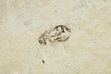 Plate Of Four Fossil Insects (Weevils & Others) - France #254633-2